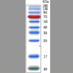 IgG secondary antibody 0.1mL